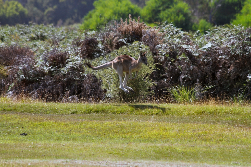 03 - Narawtapu NP (14).jpg